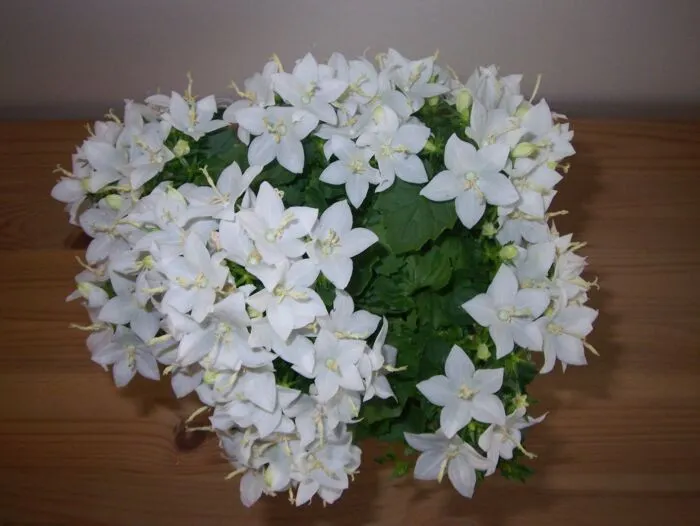 Комнатные цветы цветущие белыми цветами