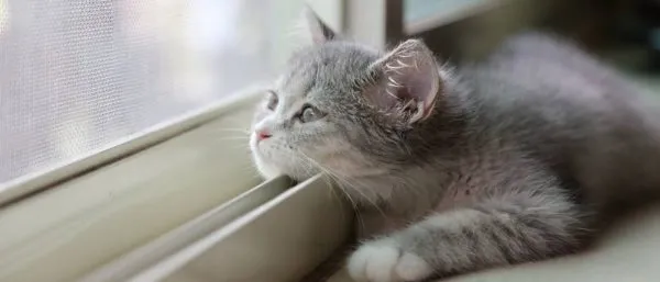 Котик смотрит на москитную сетку